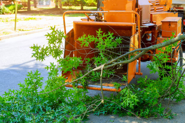 Large Tree Removal in Seven Points, TX